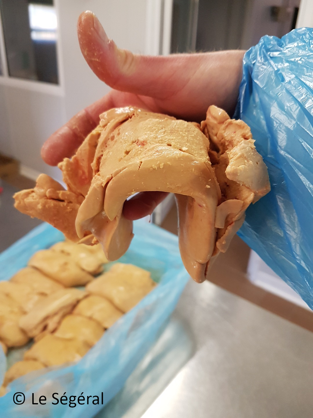 foie gras artisanal perigord